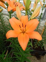 [4062 Amiga No202.JPG]